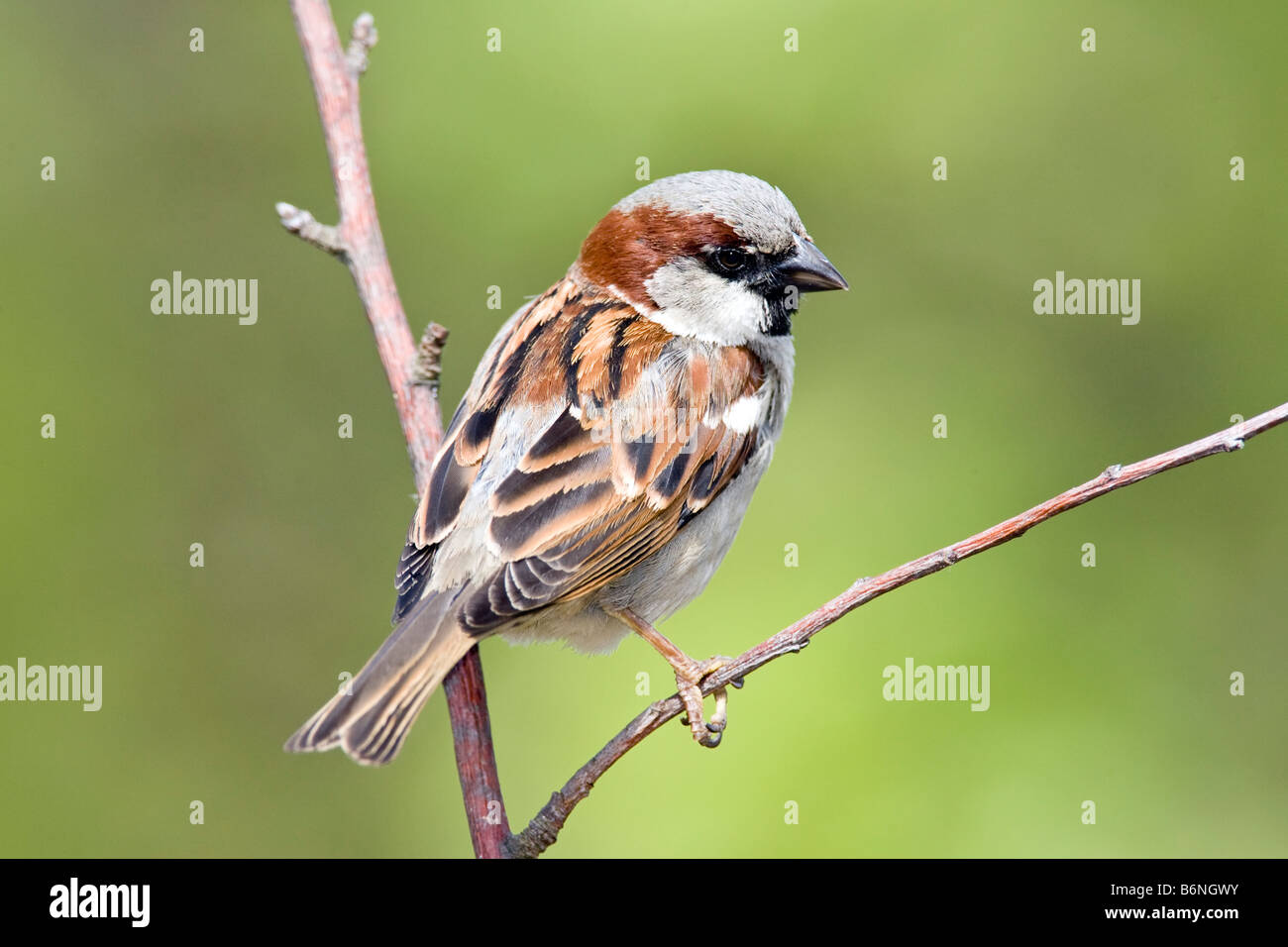 Sparrow House Sparrow Passer domesticus Passeridae Banque D'Images