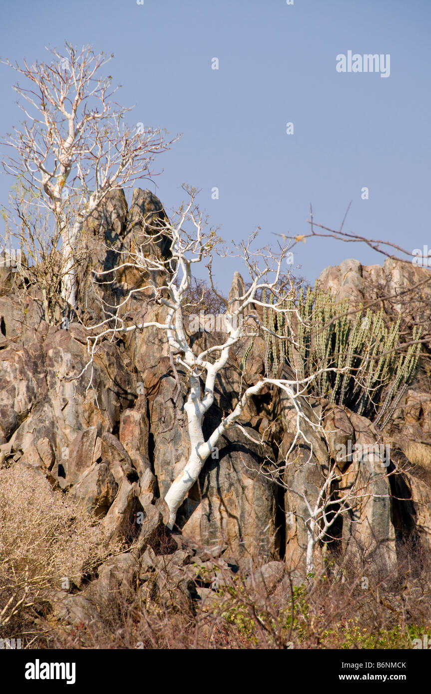 Western Damaraland, Namibie, Afrique, SW Namib Banque D'Images