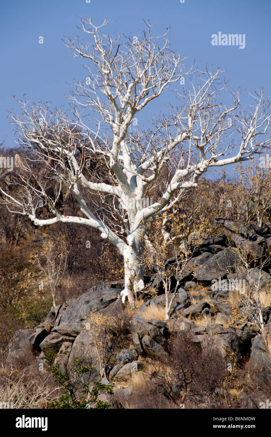 Western Damaraland, Namibie, Afrique, SW Namib Banque D'Images