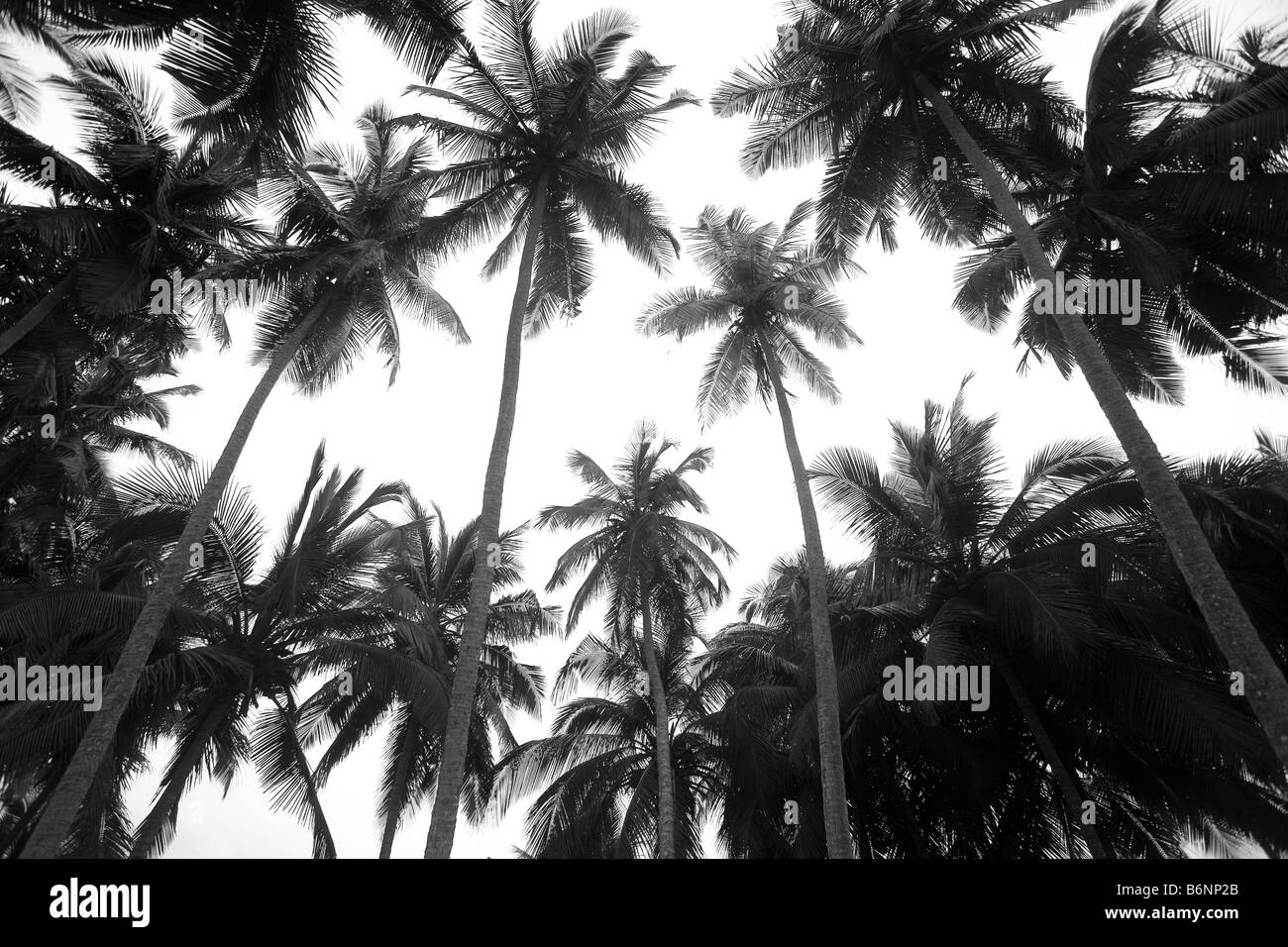 Le Ghana, Côte Ouest. La plage de sable blanc, les cocotiers. Banque D'Images