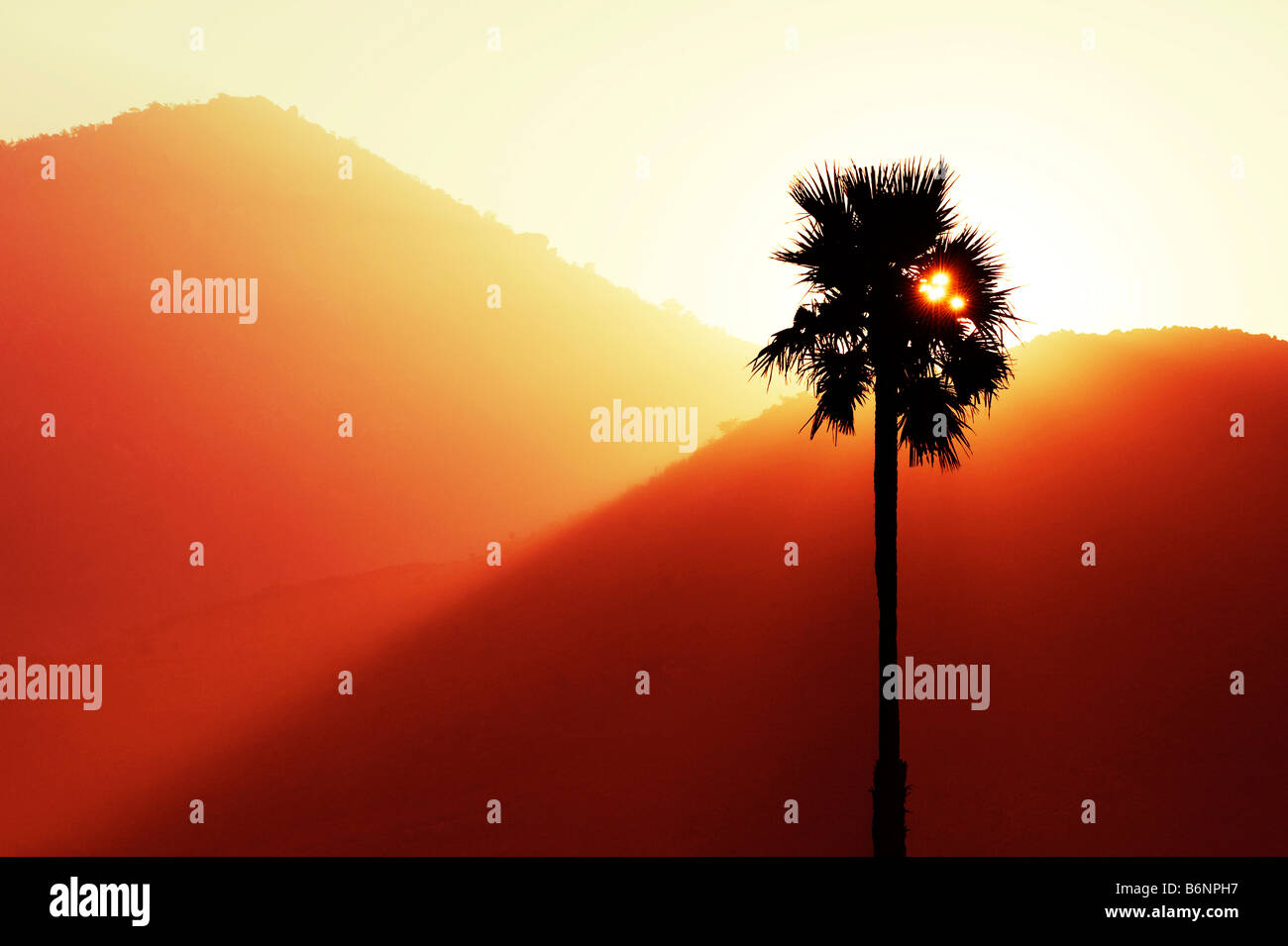 Couleur numériquement le lever du soleil et un palm tree silhouette. L'Andhra Pradesh, Inde Banque D'Images