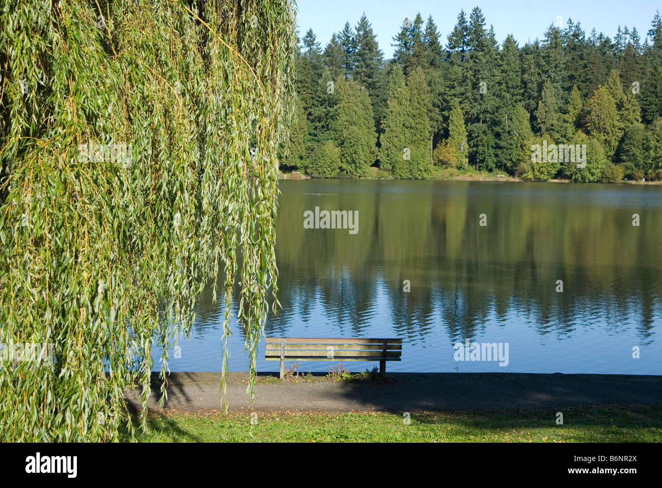 Willow Tree et banc de parc à côté étang dans le parc Stanley, Vancouver, British Columbia, Canada Banque D'Images