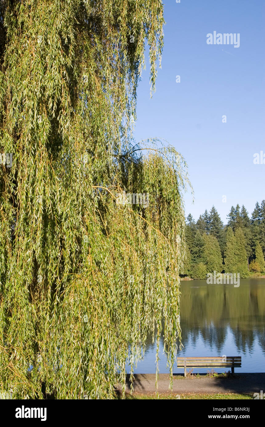 Willow Tree et banc de parc à bord d'étang dans le parc Stanley, Vancouver, British Columbia, Canada Banque D'Images