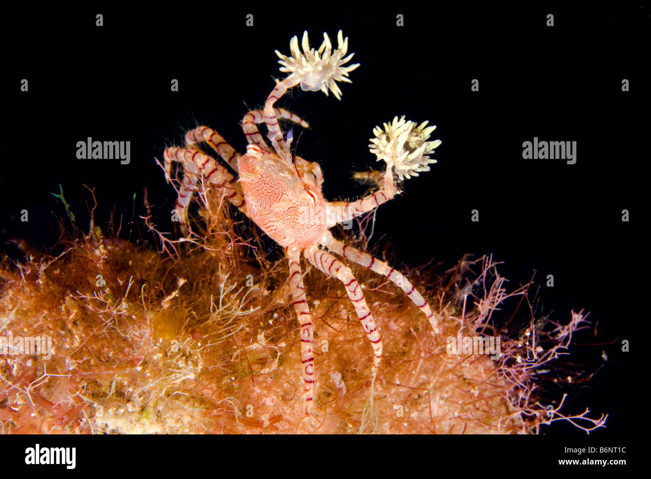 Une endémie Hawaiian pom pom ou Crabe Crabe boxeur, Lybia edmondsoni, New York. Banque D'Images