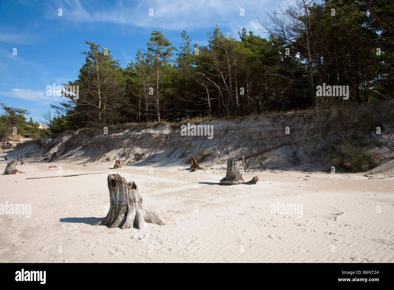 Les souches d'arbres morts dans la région de beach à découvert par l'érosion des dunes du parc national Slowinski Leba Pologne Banque D'Images