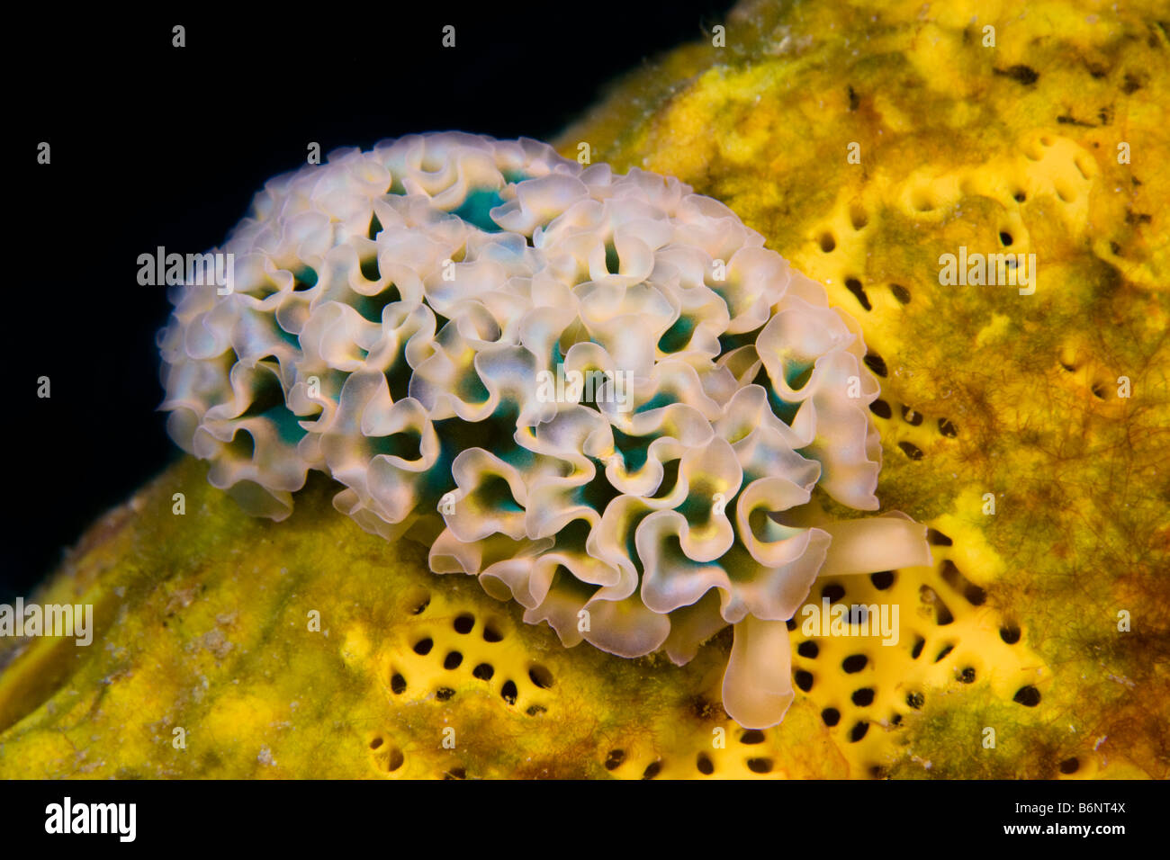 Nudibranche, Elysia crispata, Bonaire, Antilles néerlandaises, dans la mer des Caraïbes. Banque D'Images