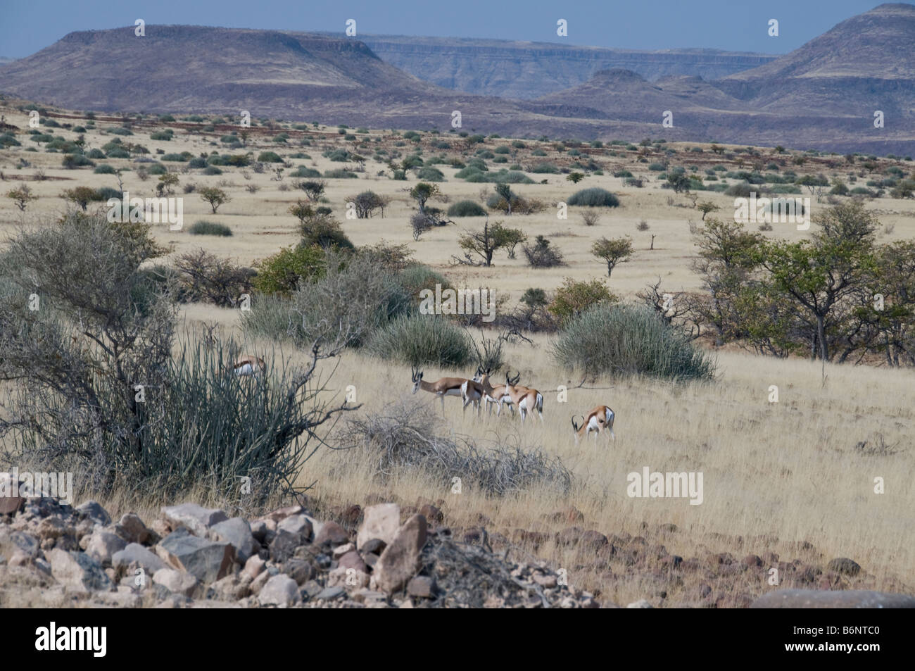 Palmwag Lodge,,Uniab River (Damarland,Namibie Banque D'Images