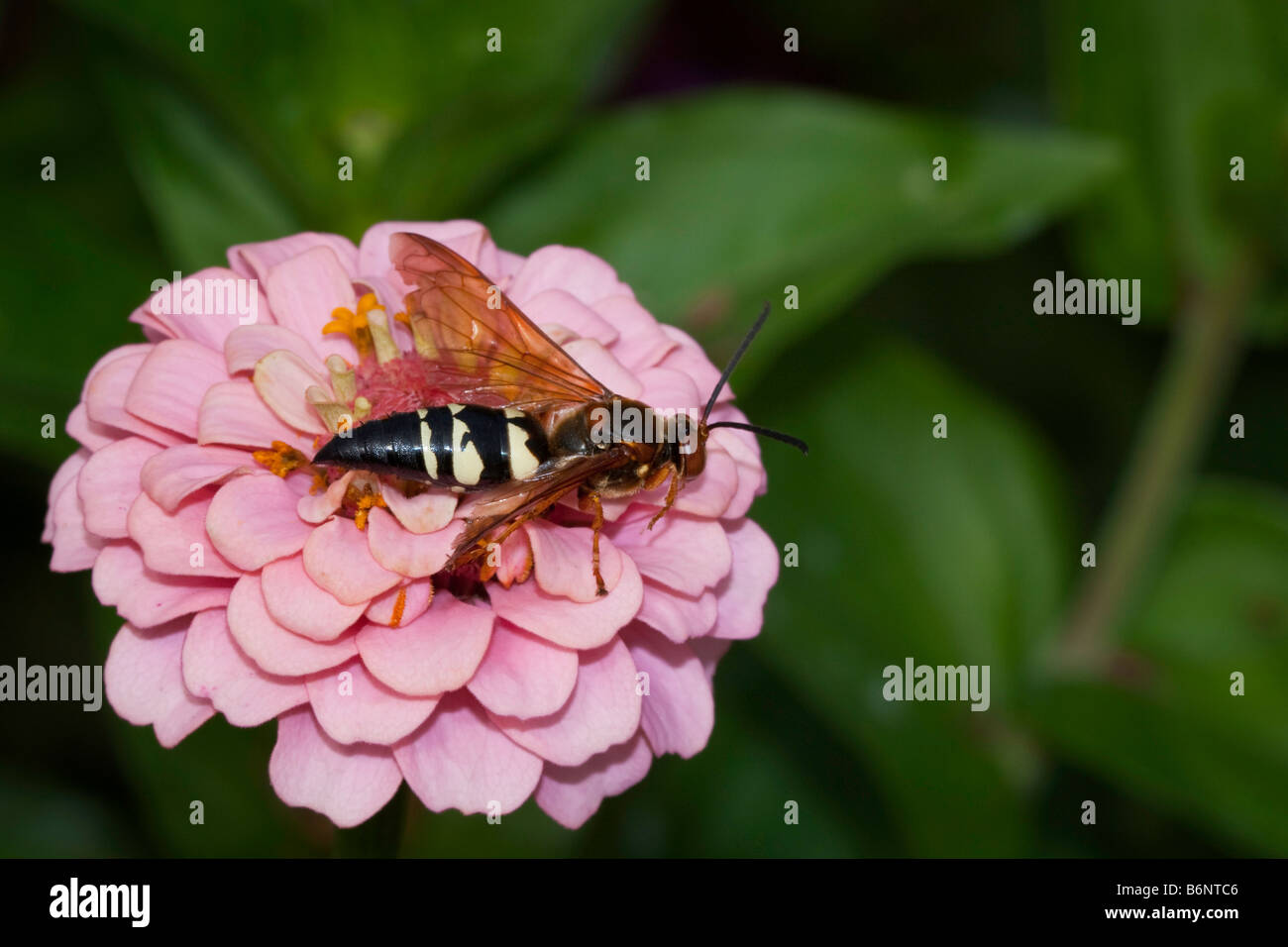 Cigale Killer sur zinnia rose blossom Banque D'Images