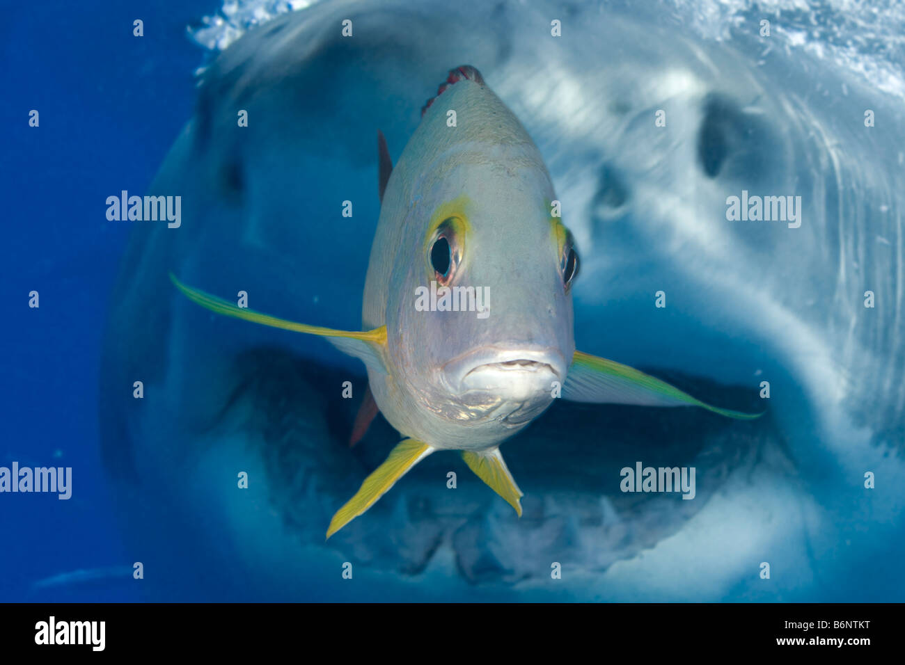 Un composite numérique d'un grand requin blanc, Carcharodon carcharias, avec un snapper regardant la caméra à l'avant-plan. Banque D'Images