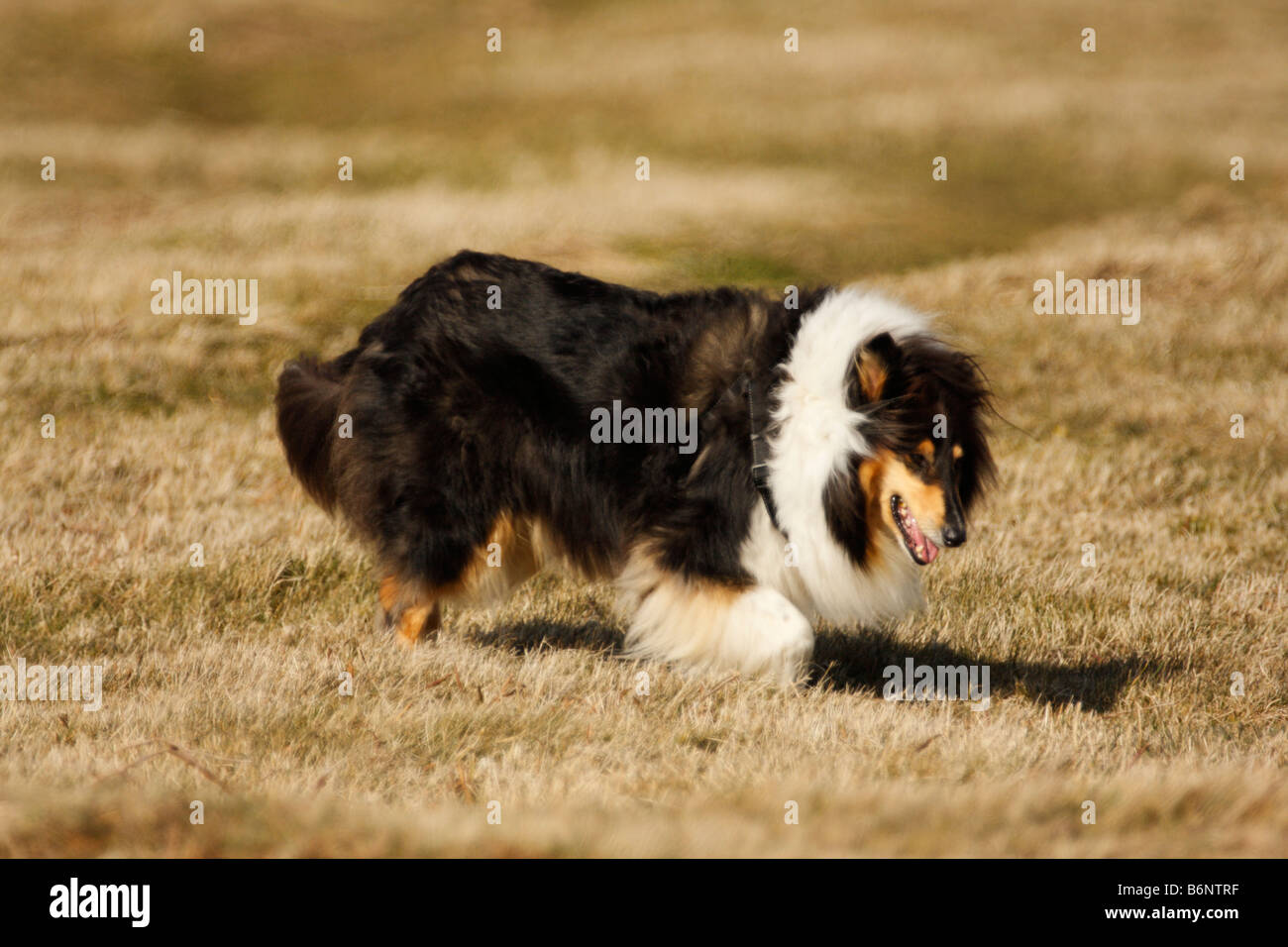 Chien Colley Banque D'Images