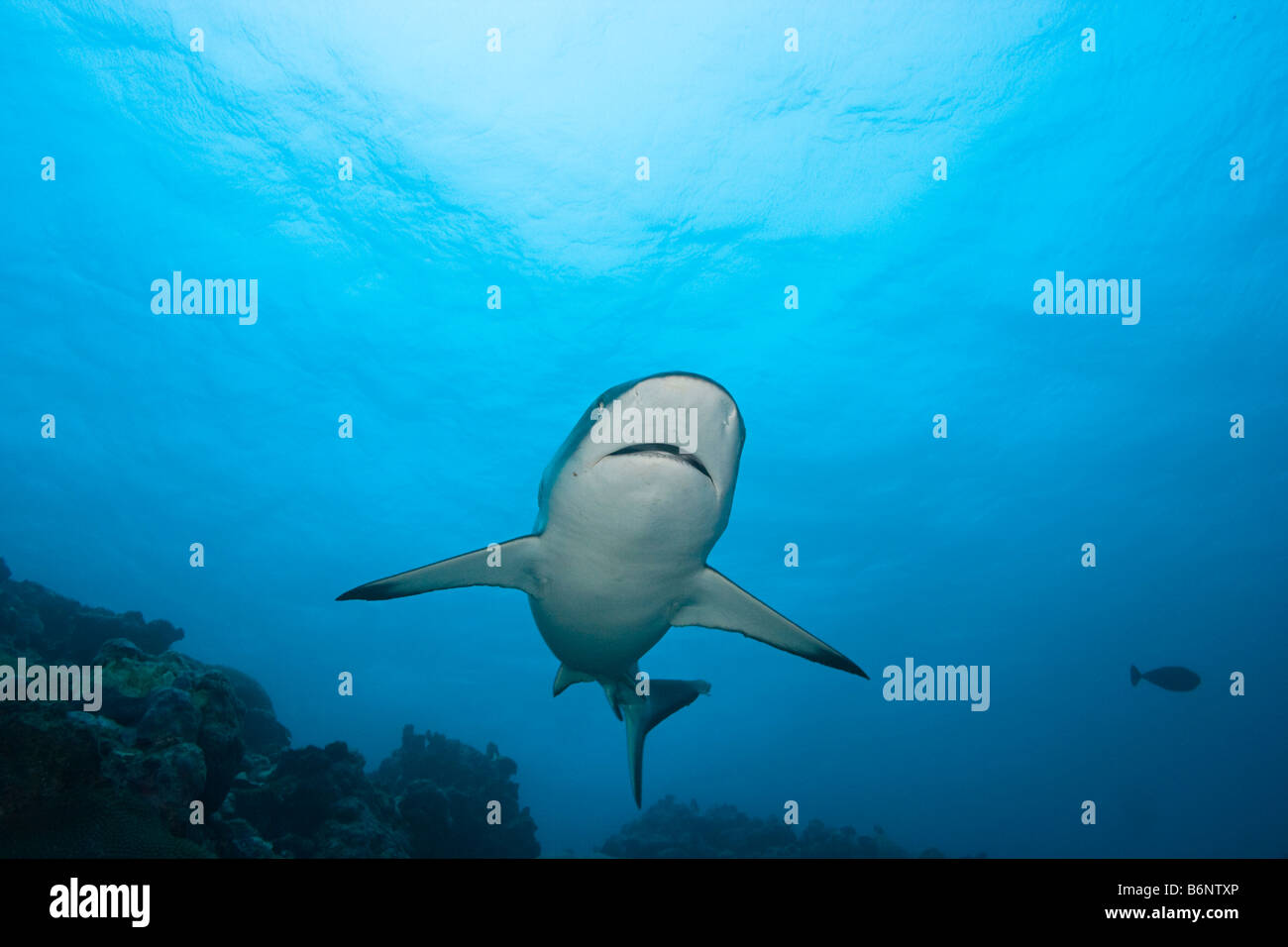 Un requin gris de récif, Carcharhinus amblyrhynchos, Yap, Micronésie. Banque D'Images