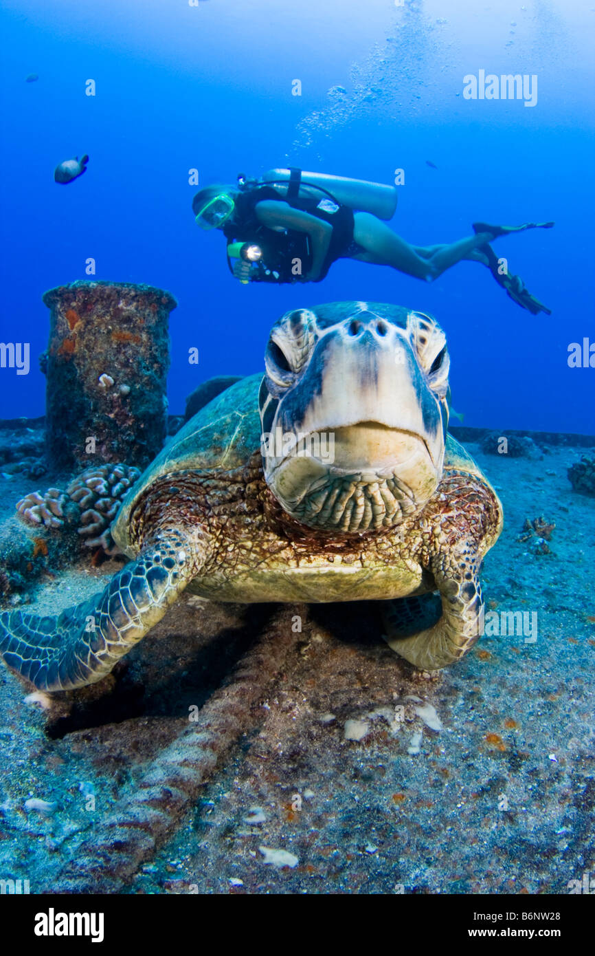 Un plongeur et tortues de mer vertes, Chelonia mydas, sur l'épave du YO 257 Waikikik off Beach, Oahu, Hawaii. Banque D'Images