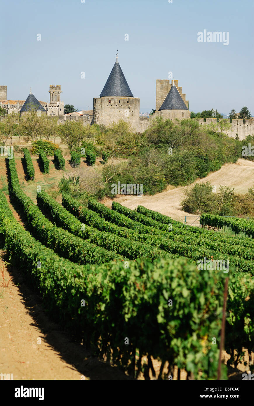 Carcassonne France de raisins et de la Cité Banque D'Images