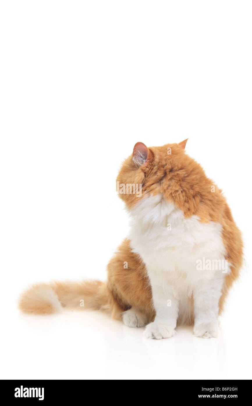 Retour à la Cat Banque D'Images