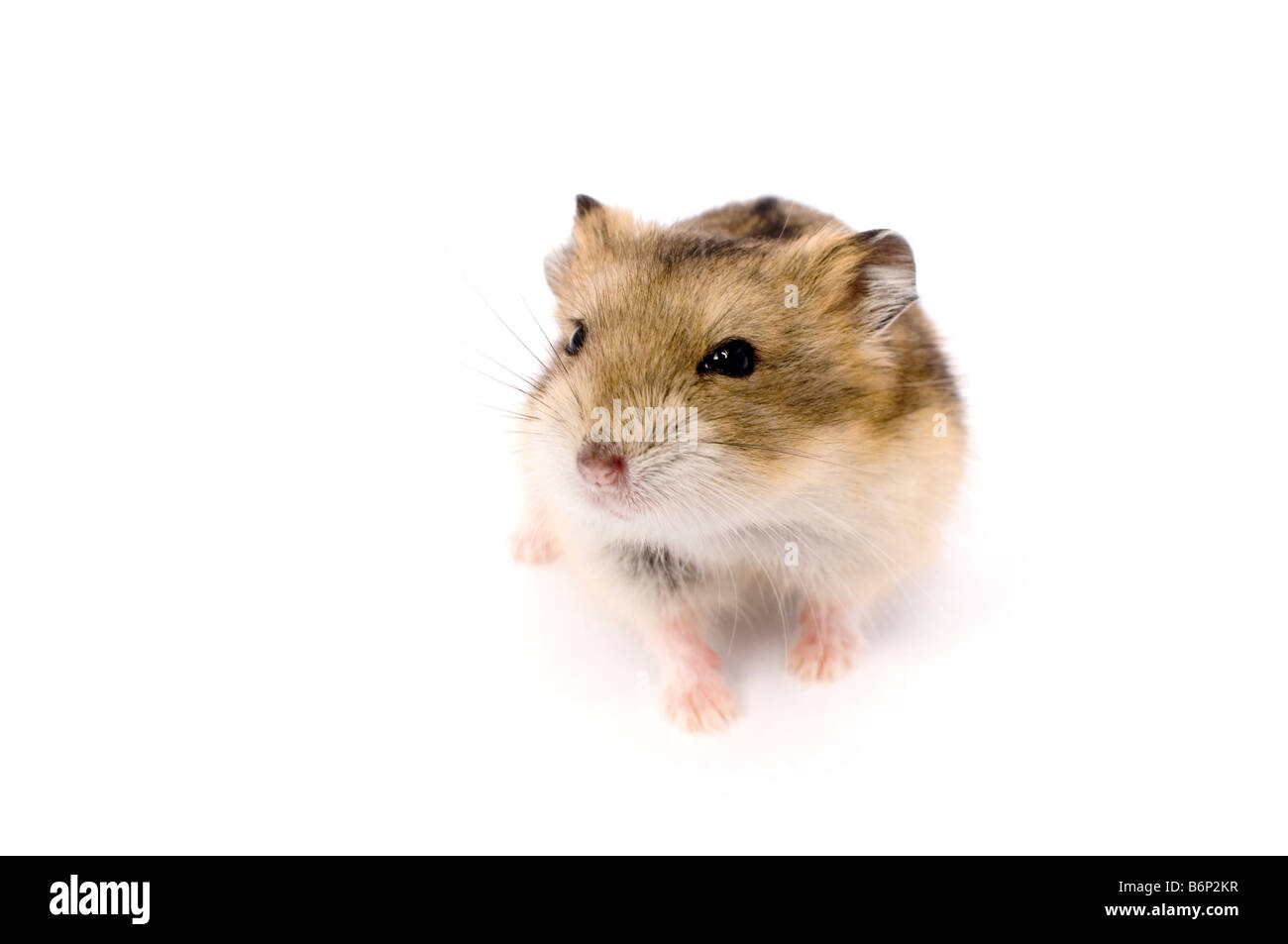 Campbell du hamster nain russe Phodopus campbelli Banque D'Images