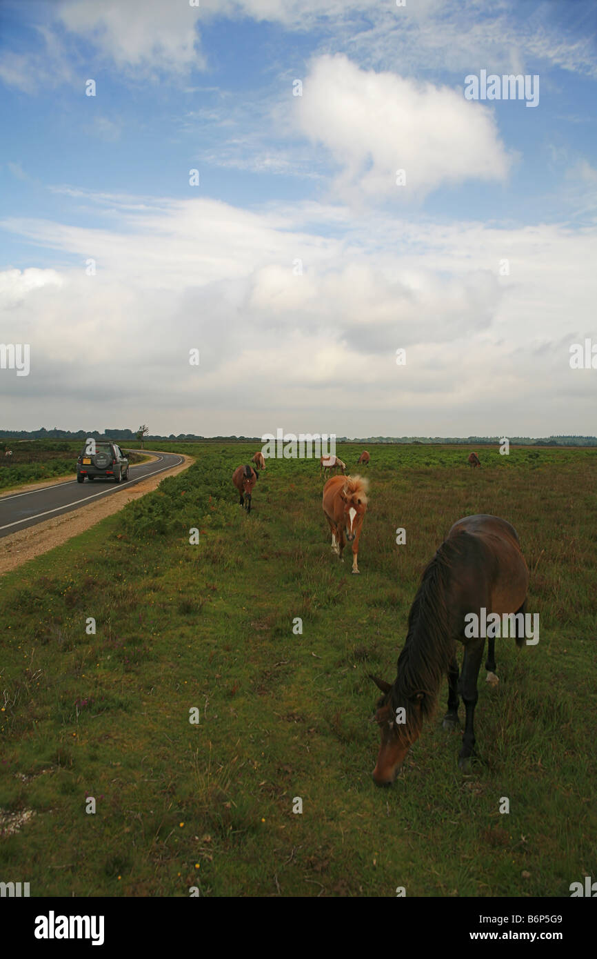 Poneys New Forest près de pâturage Brockenhurst Hampshire England UK Banque D'Images