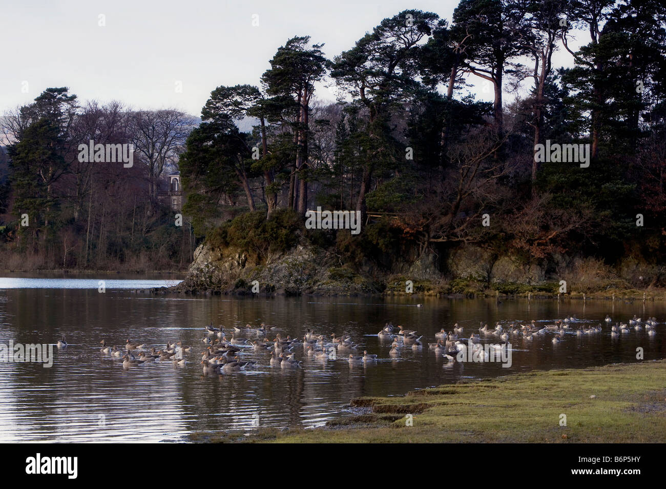 Troupeau d'oies cendrées sur l'eau près de Derwent Friar s Crag Banque D'Images