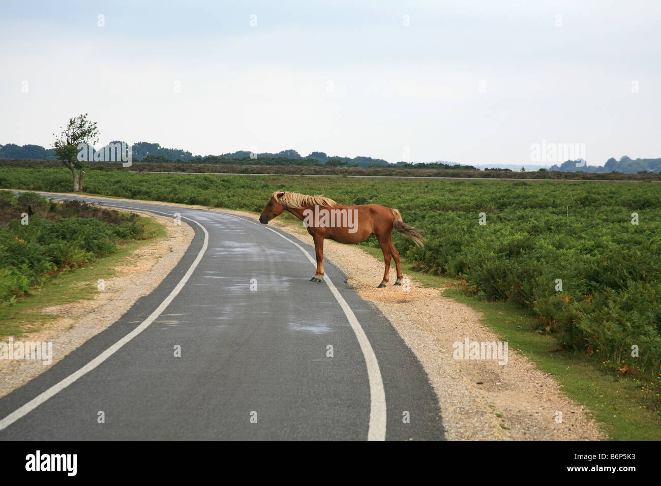 Poney New Forest sur une route près de Brockenhurst Hampshire England UK Banque D'Images