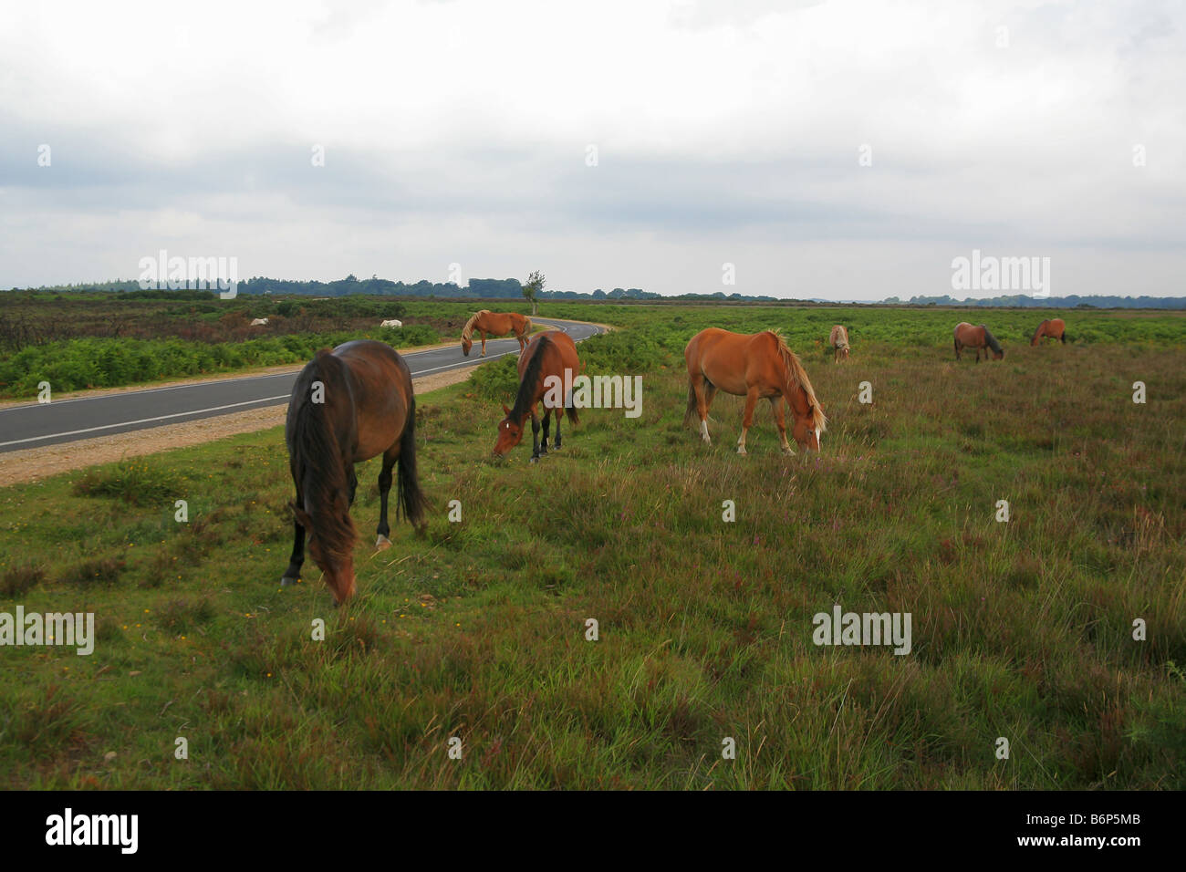 Poneys New Forest près de pâturage Brockenhurst Hampshire England UK Banque D'Images