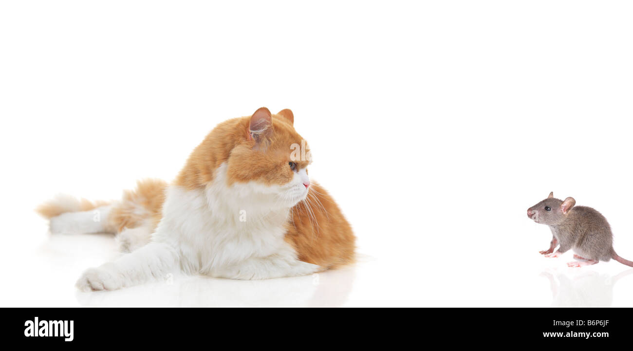 Expression de la souris Banque de photographies et d’images à haute résolution Alamy