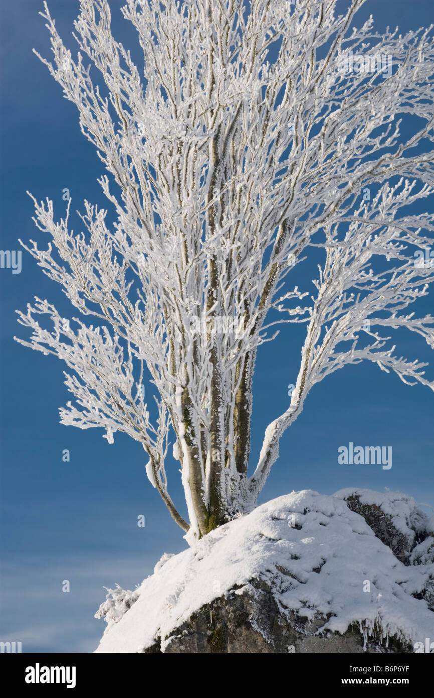 Arbre avec givre dans un paysage hivernal enneigé à Glen Coe, en Écosse Banque D'Images