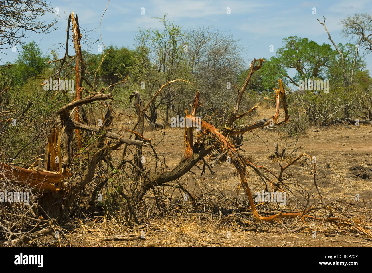 Elefant s travaux arbre buisson détruit détruire un animal sauvage wild Elefant elephant Loxodonta africana au sud-Afrika afrique du sud manger tr Banque D'Images