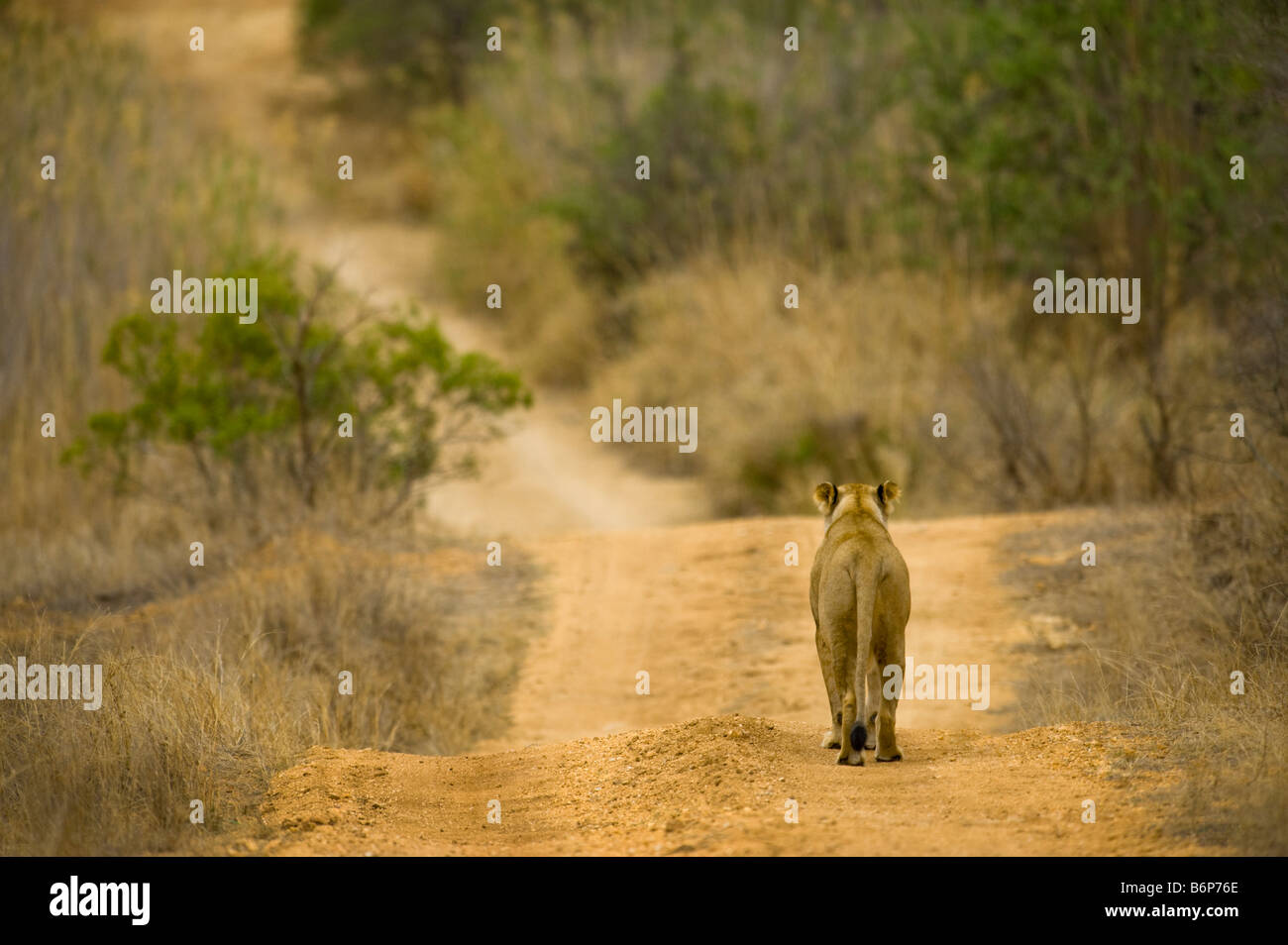 Sauvages de la faune femelle lion s'en allant de l'empreinte de pied arrière boule chemin panthera leon au sud-Afrika afrique du sud forêt du Banque D'Images