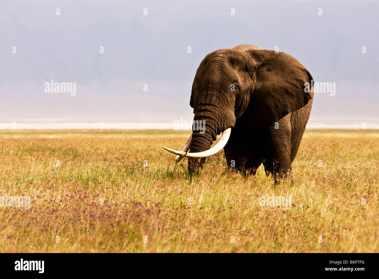 Un seul éléphant avec des défenses croisées dans le cratère du Ngorongoro Banque D'Images