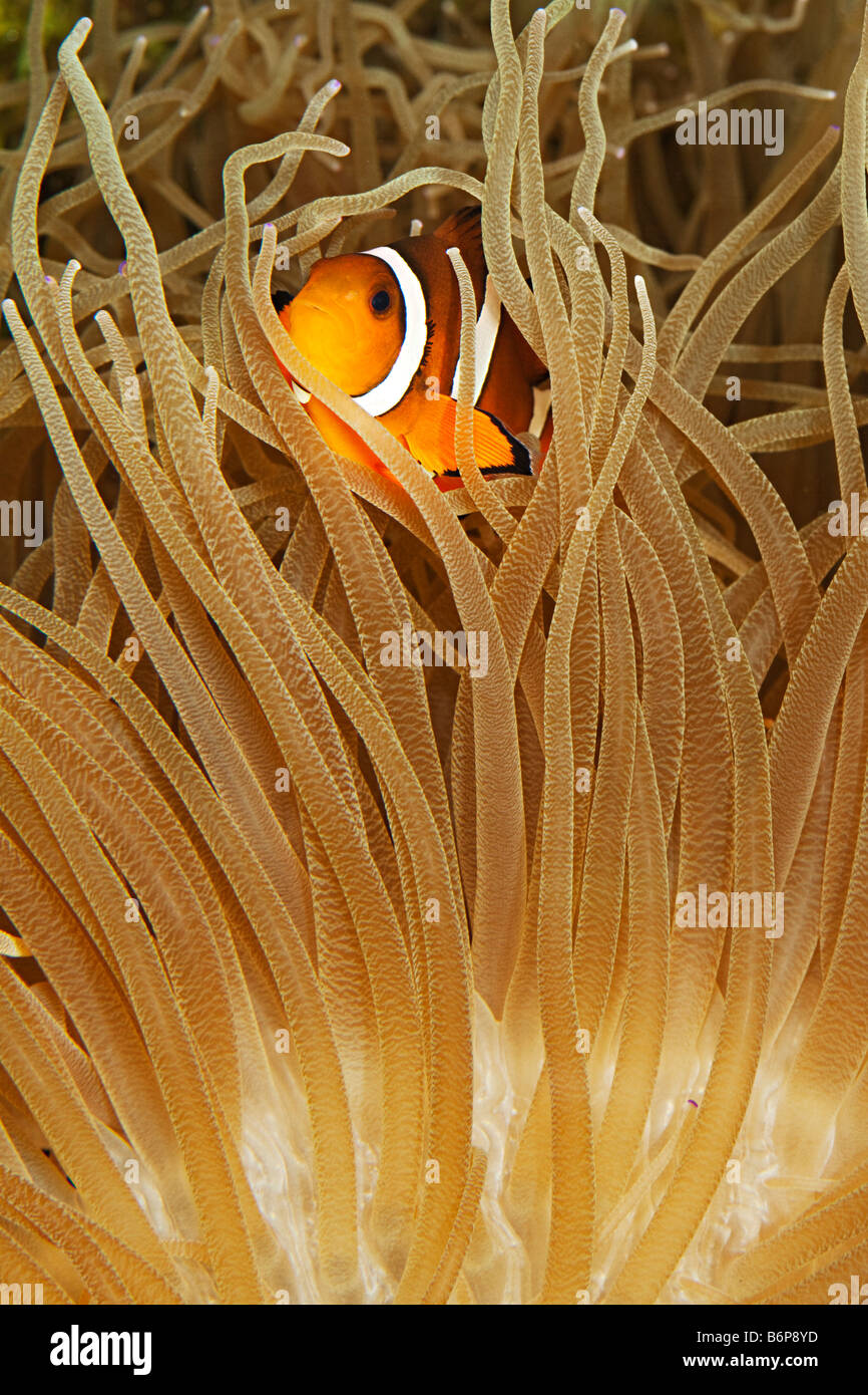 Amphiprion ocellaris Clownfish en tentacules d'Anemone Banque D'Images