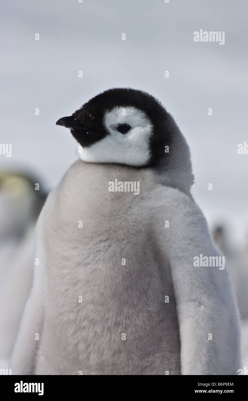 1 Fluffy Mignon Bebe Manchot Empereur Profil Chiches Close Up Randonnee Pedestre Sur Neige Le Contact Oculaire Des Colonies D Oiseaux De L Antarctique Photo Stock Alamy