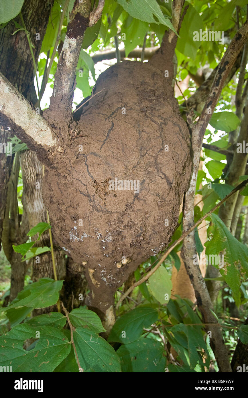Les termites mound suspendu à arbre dans la jungle près de Tamarindo Costa Rica Banque D'Images