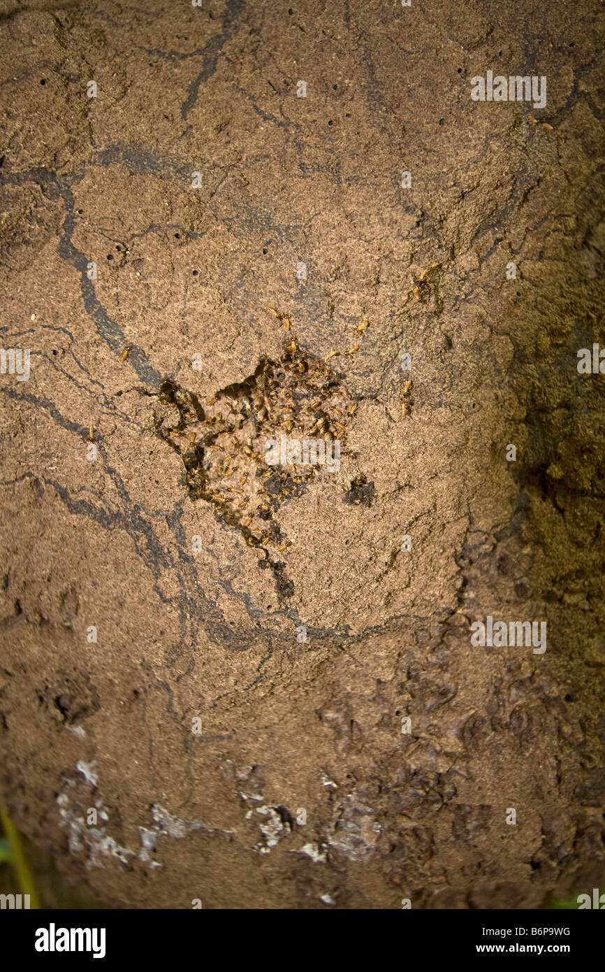 Les termites mound suspendu à arbre dans la jungle près de Tamarindo Costa Rica Banque D'Images