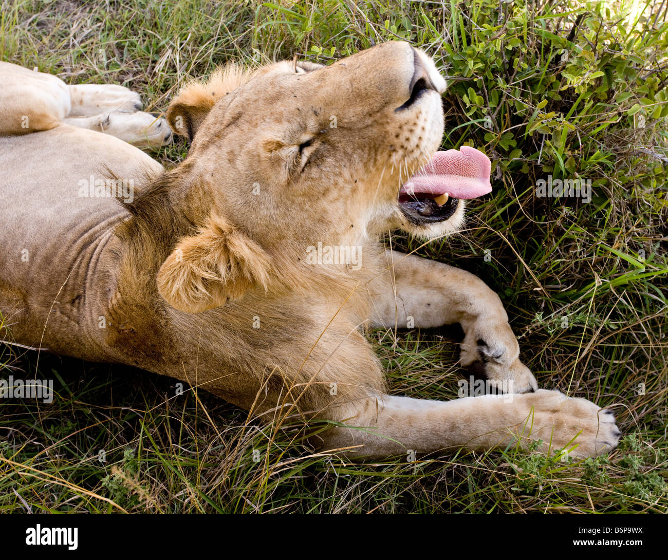 Lion dans masai Mara game reserve Banque D'Images