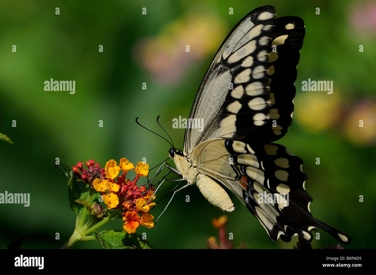 Giant Swallowtail Butterfly se nourrissant de Lantana camara Banque D'Images