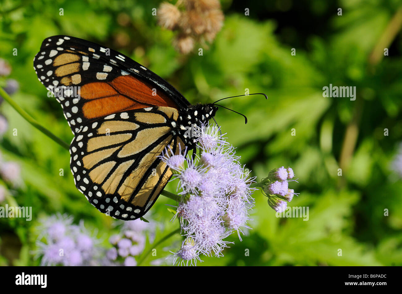 Monarch se nourrissent d'une fleur de brume Banque D'Images