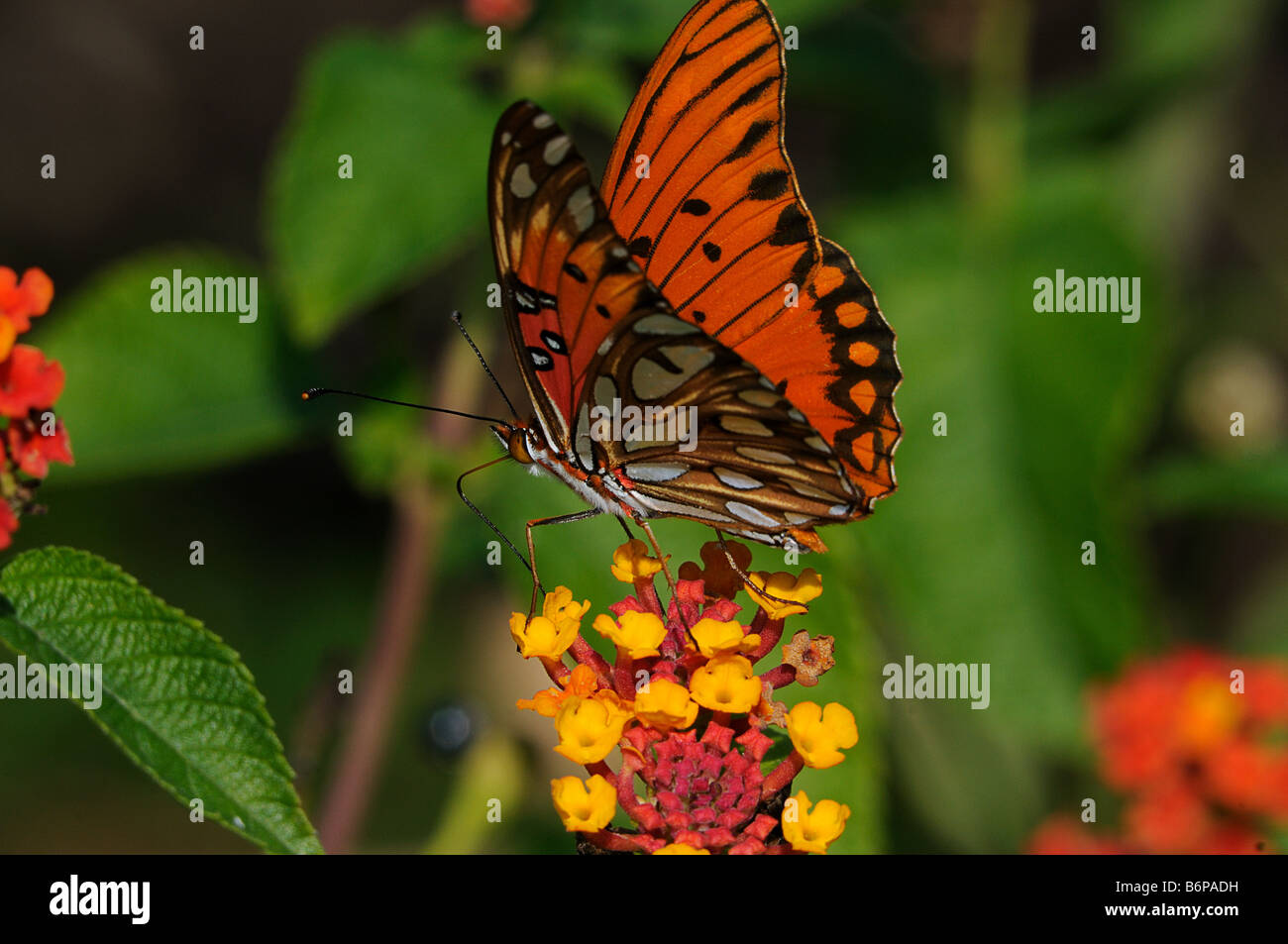 Gulf Fritillary sur Lantana camara Banque D'Images