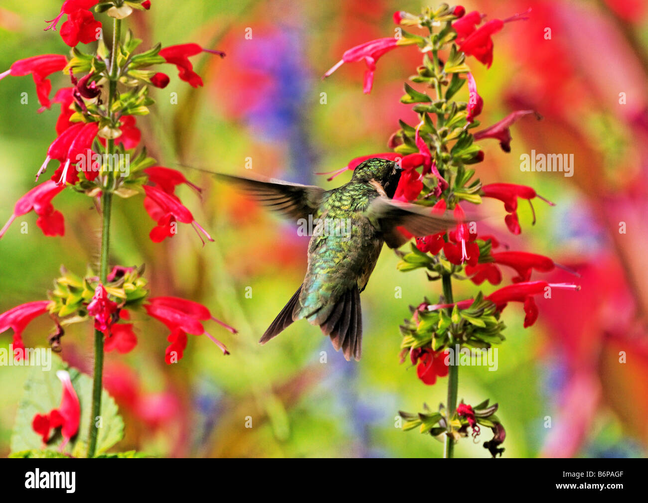 Un Ruby-Throated Hummingbird flying jusqu'à dame en rouge fleurs de Salvia. Banque D'Images