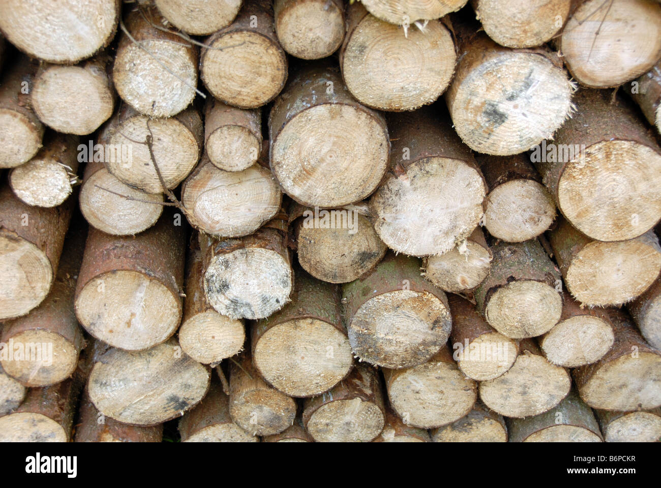 Beaucoup de tas de bois en forêt d'automne Banque D'Images