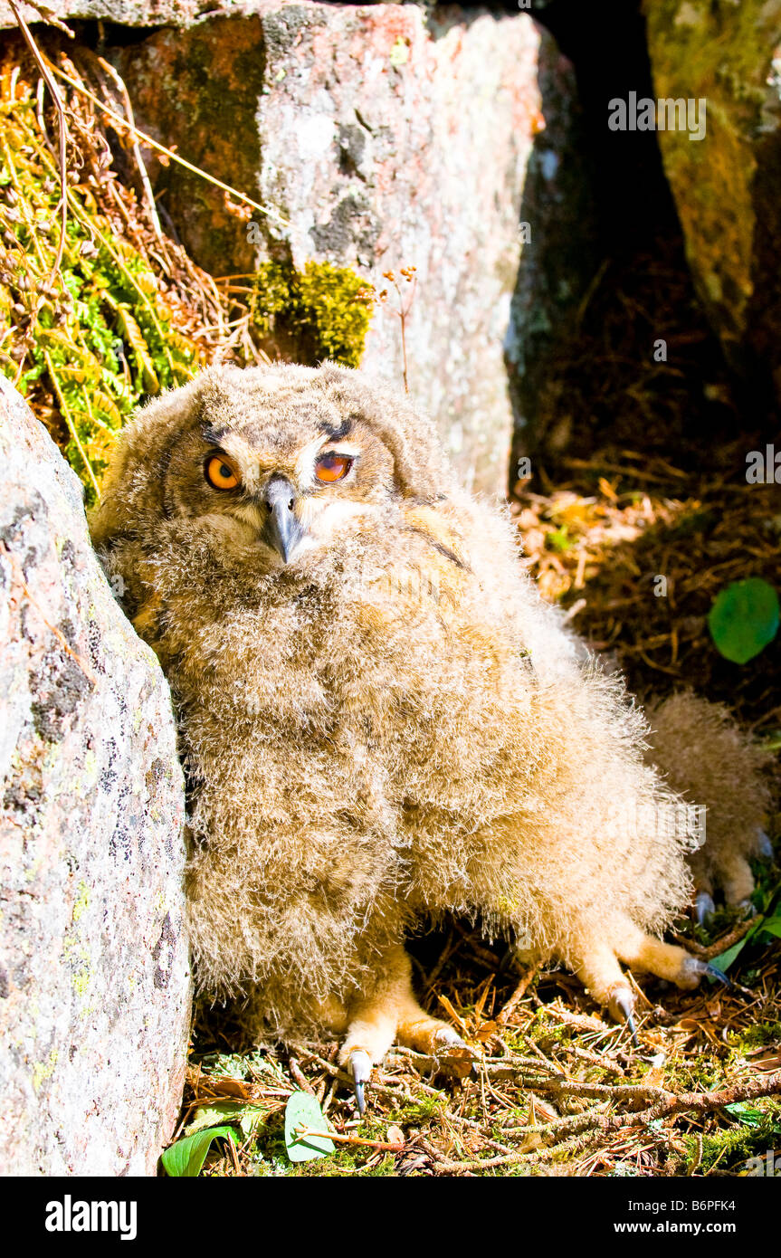 eagle owl jeune Banque D'Images