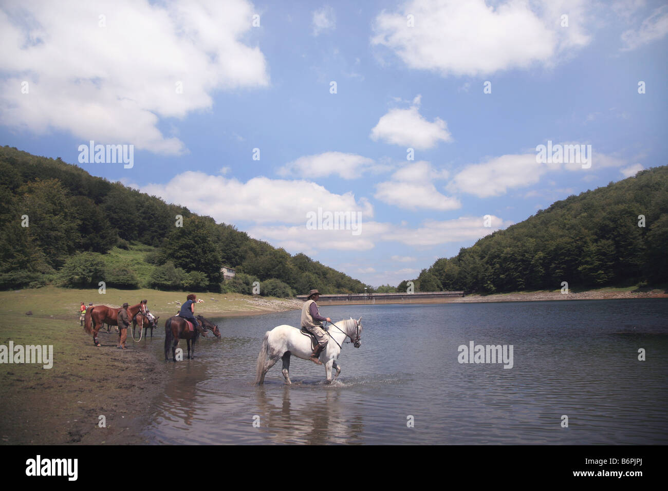 Les chevaux de l'eau potable dans le lac Banque D'Images