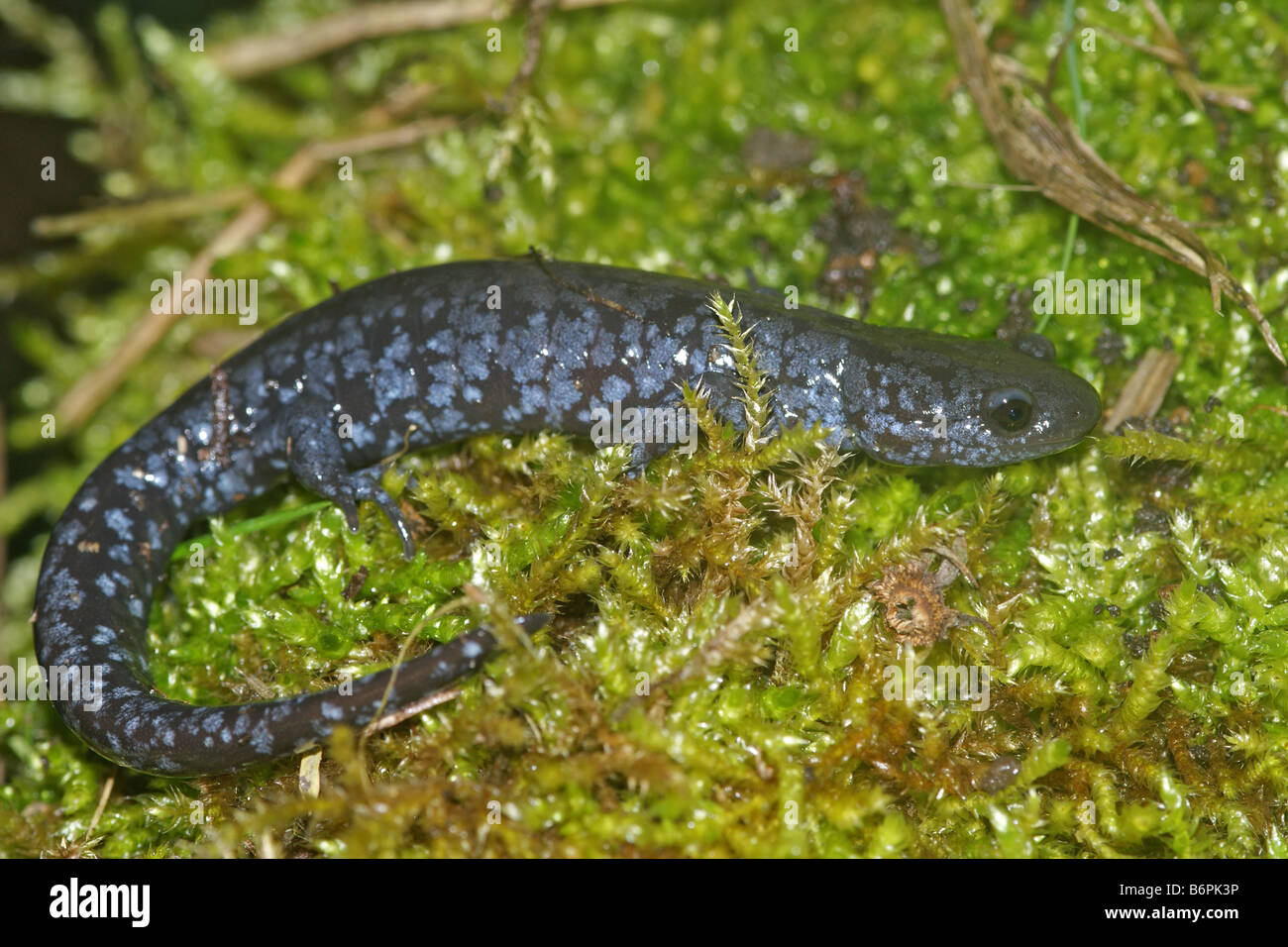 Ambystoma laterale - la salamandre à points bleus Banque D'Images