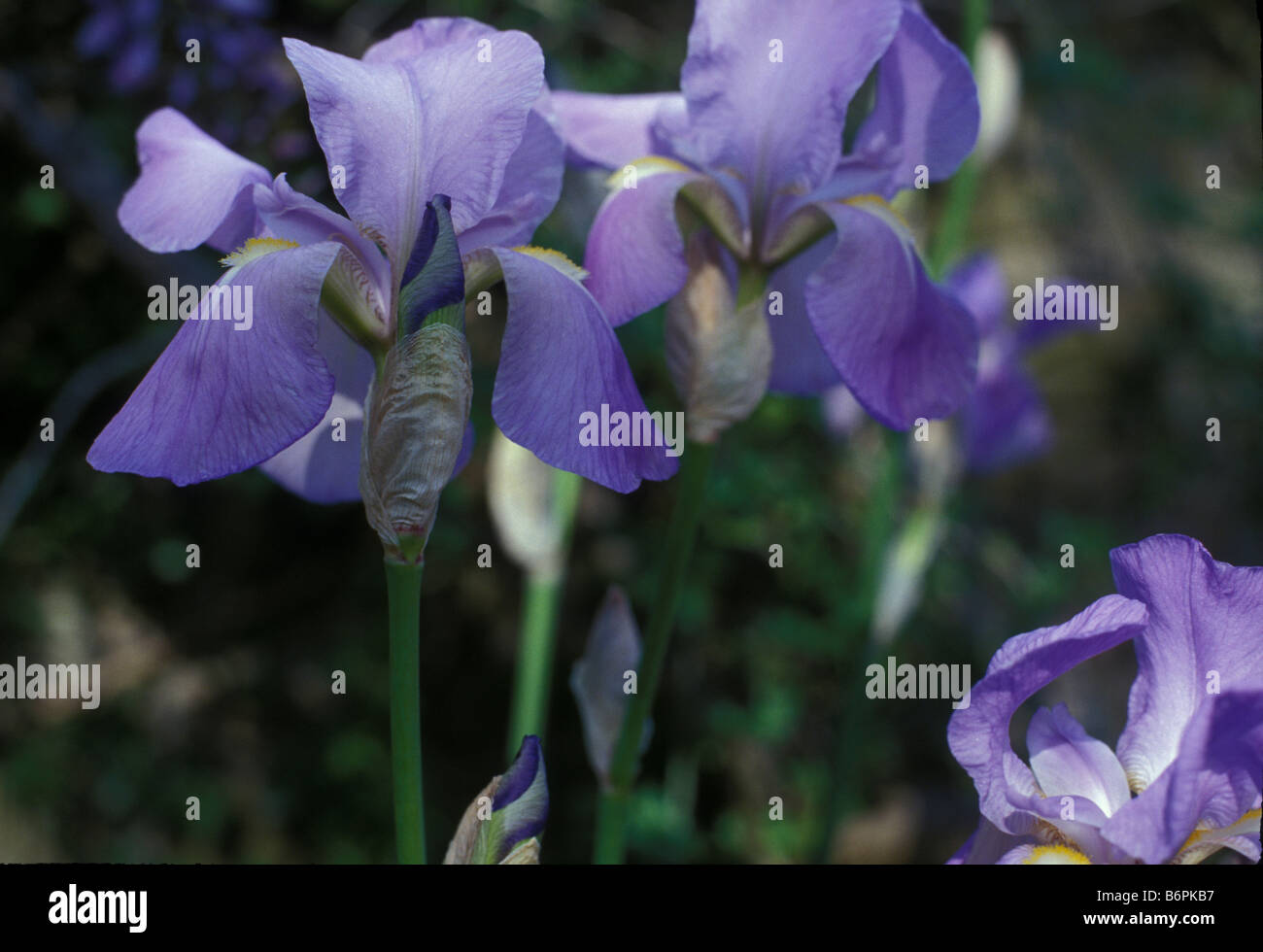 IRIS Banque D'Images