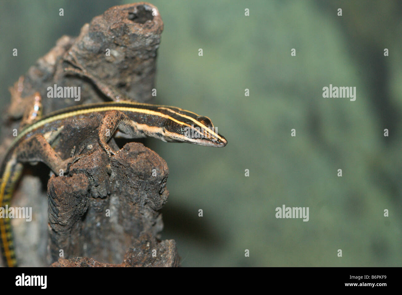 Holaspis guentheri - Neon Blue Queue Tree Lizard Banque D'Images