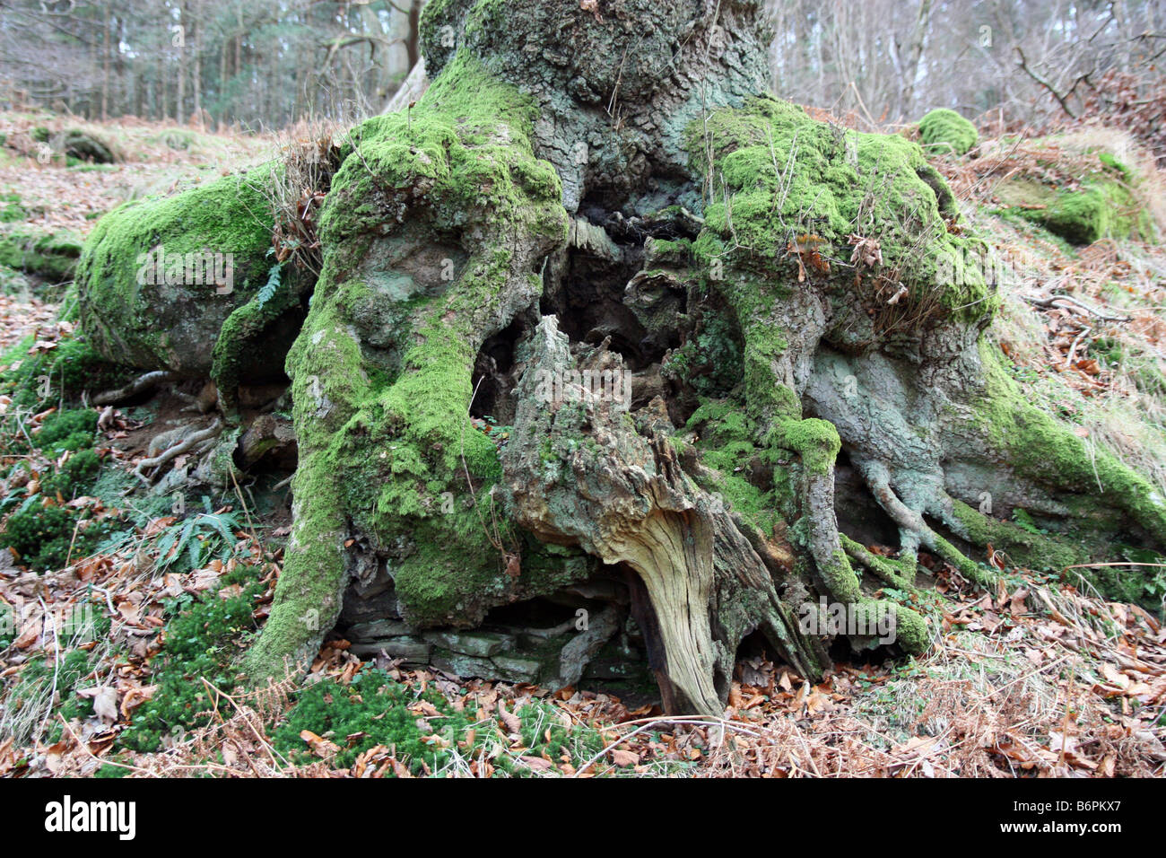 Vieil arbre avec les racines exposées et couvrant de mousse Banque D'Images