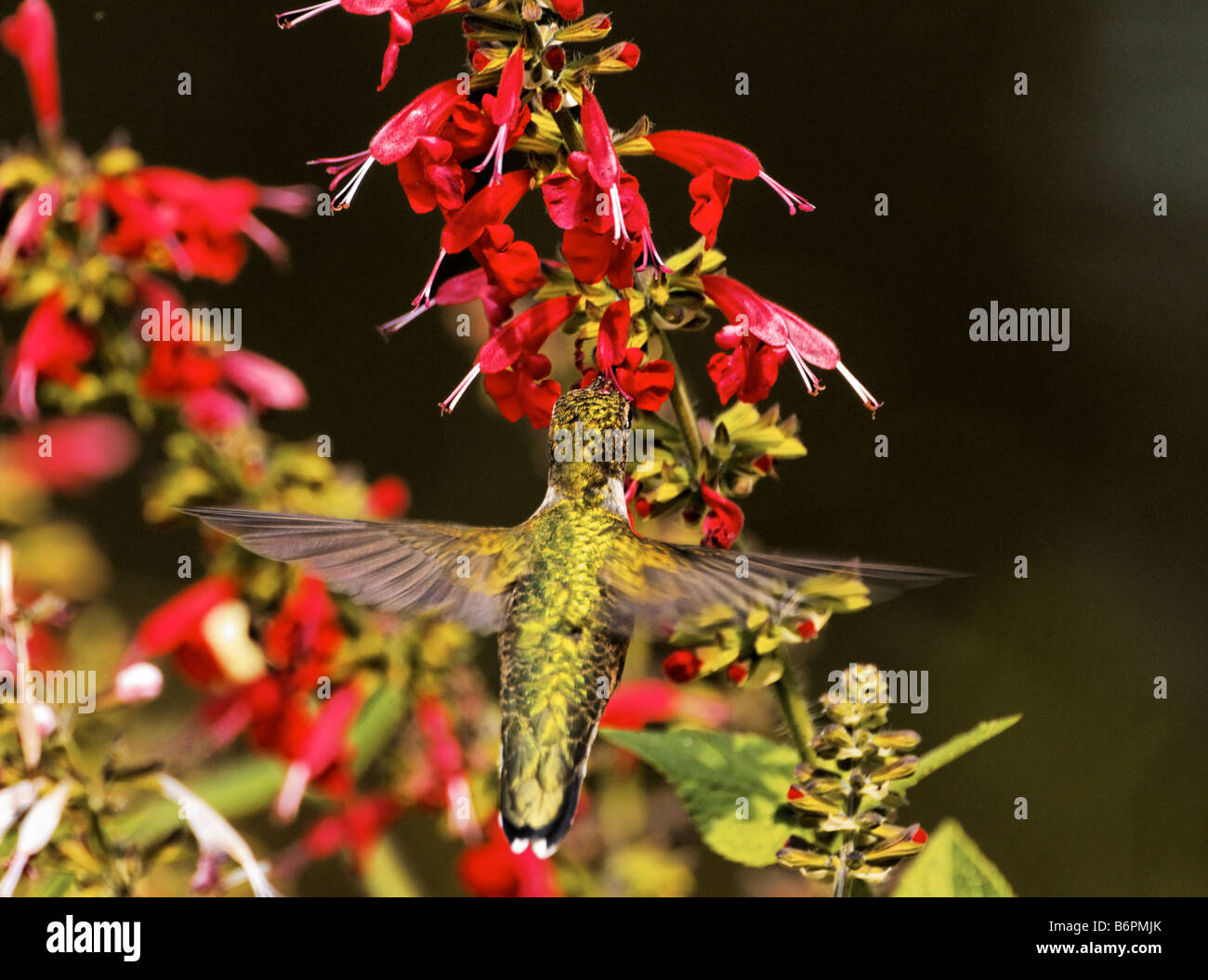 Un Ruby-Throated Hummingbird flying jusqu'à dame en rouge fleurs de Salvia. Banque D'Images