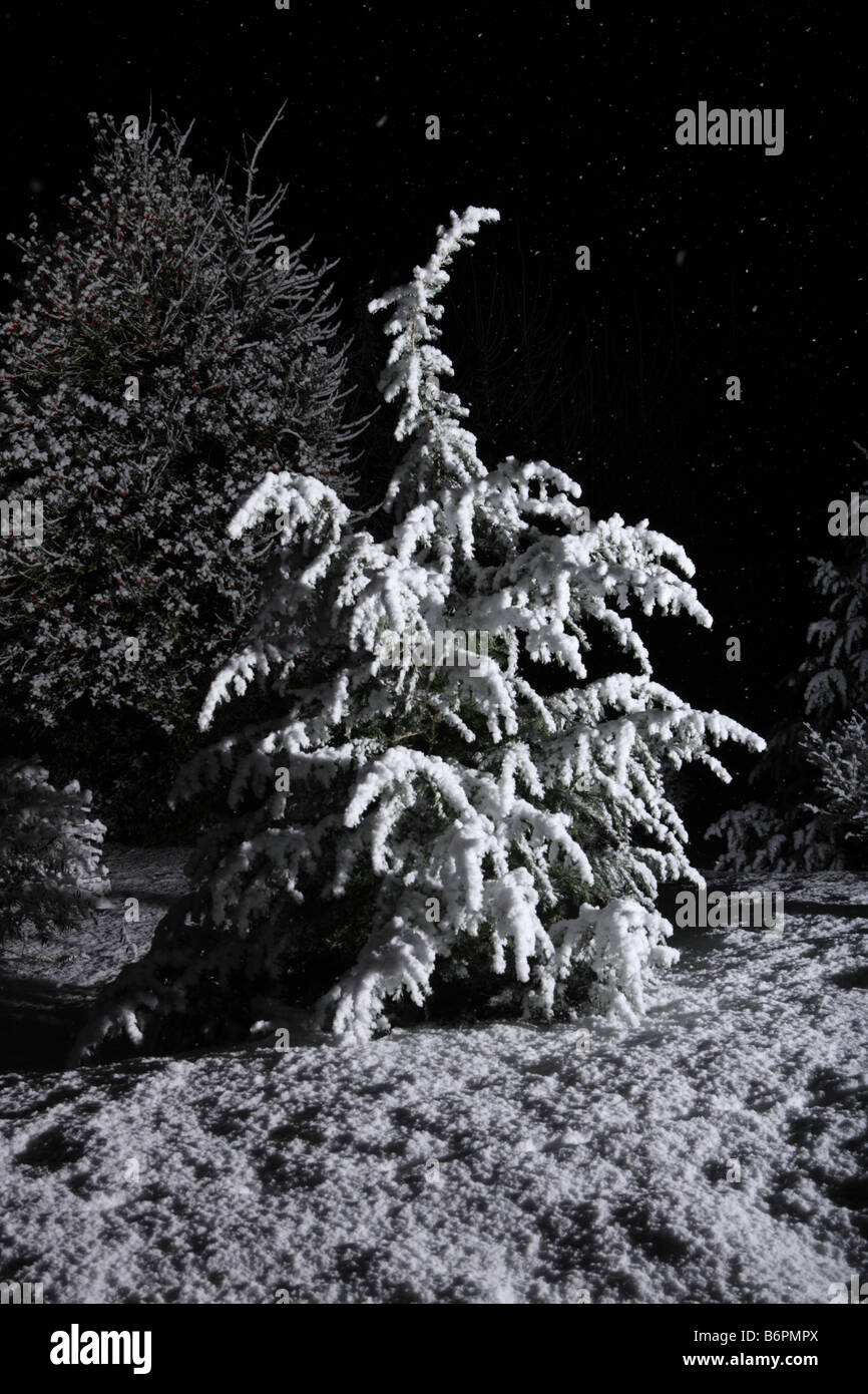 La neige qui tombe sur l'arbre dans la nuit Banque D'Images