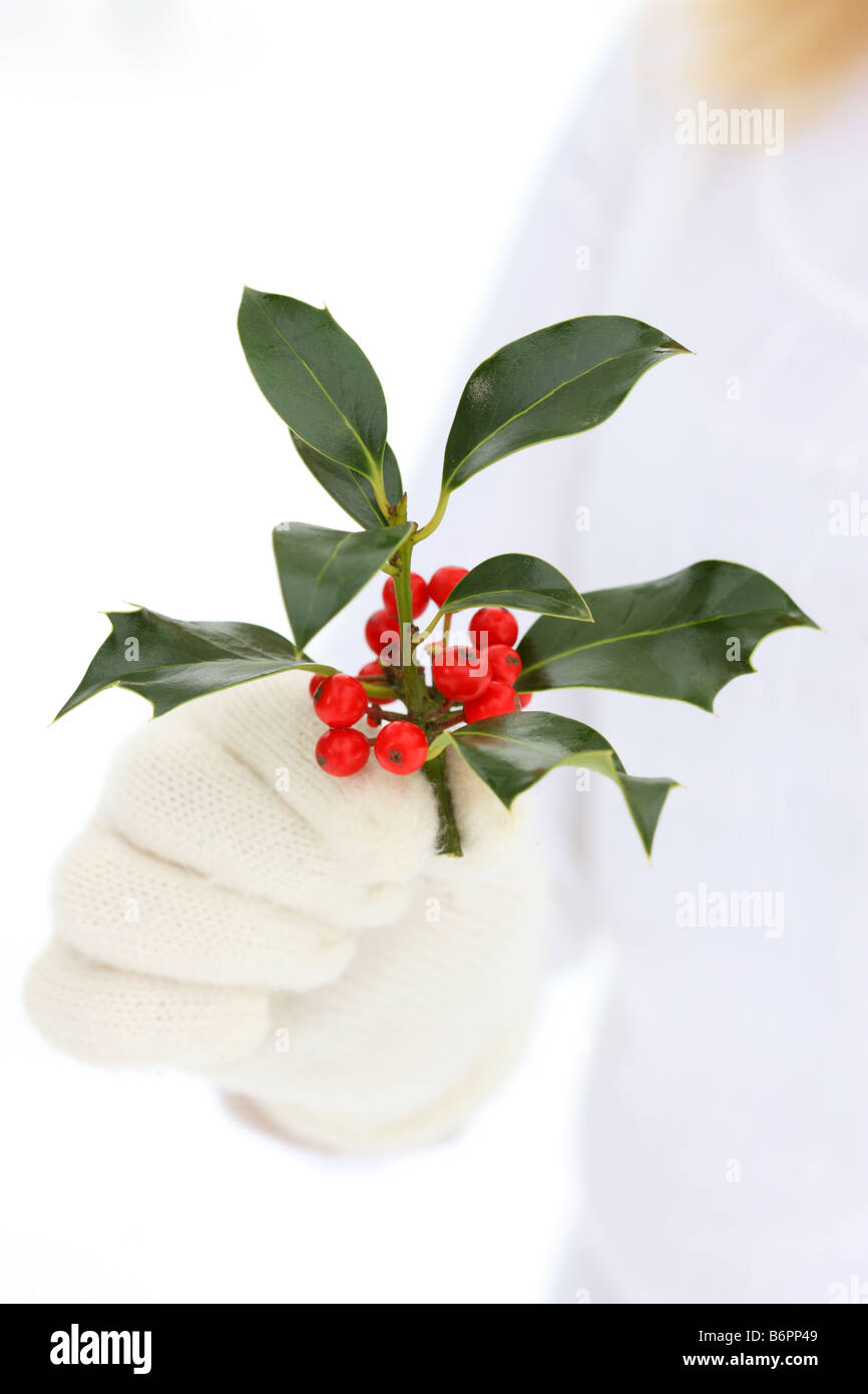 Les mains avec des gants hiver holding Christmas Holly Banque D'Images