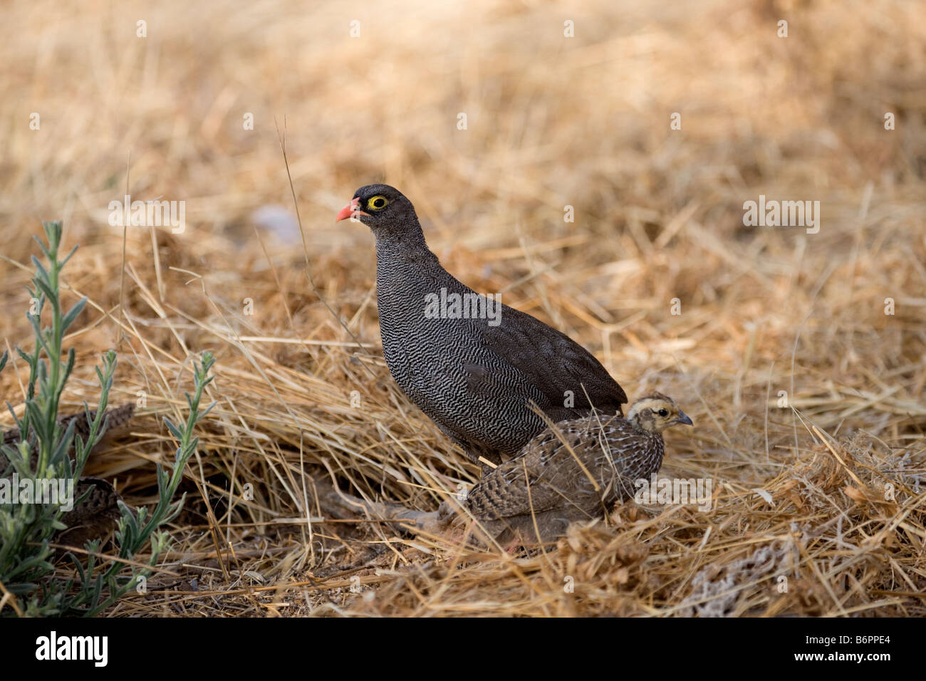 Francolin à bec rouge et son poussin, Okonjima, Namibie Banque D'Images