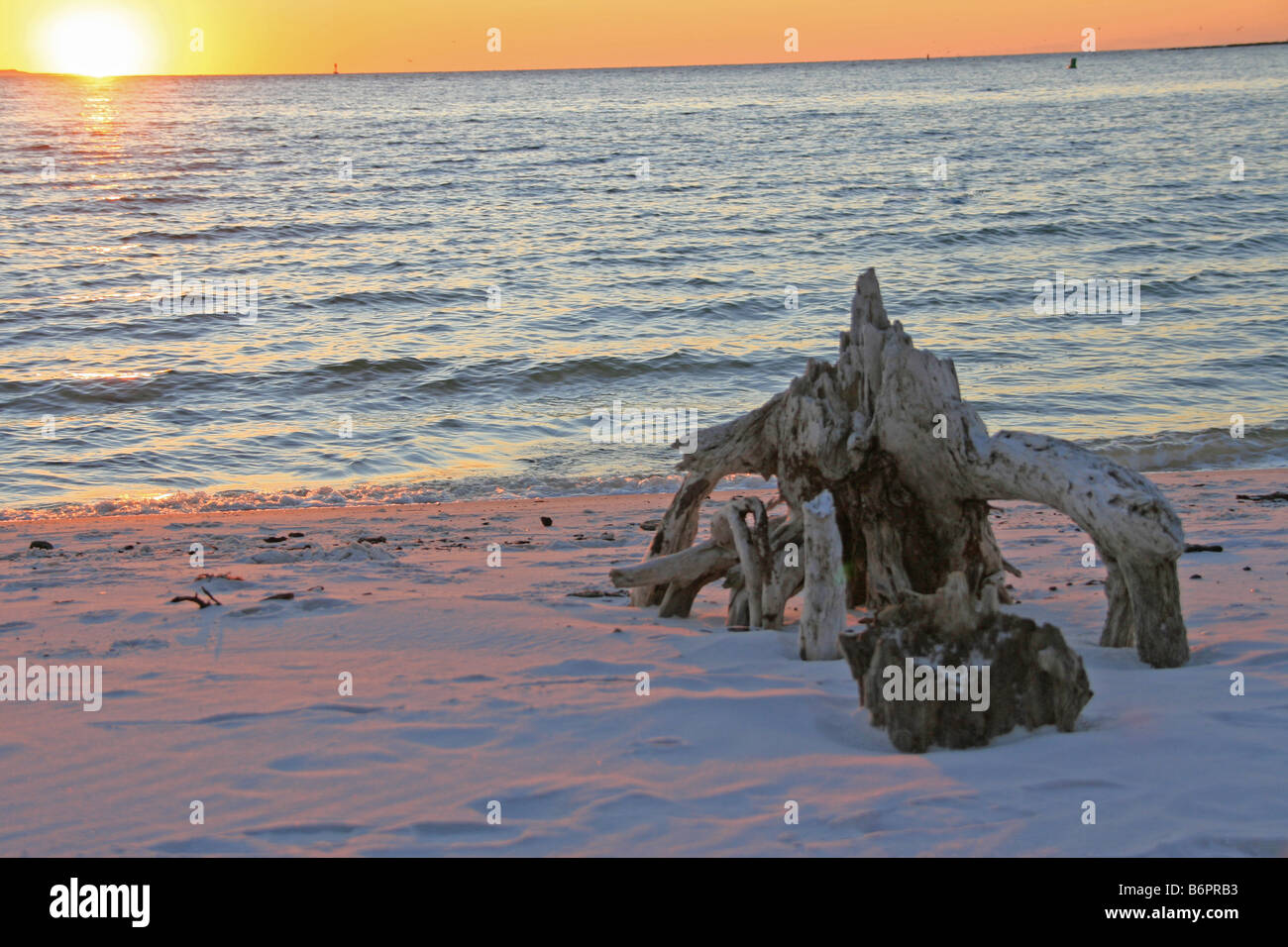 Racine de l'arbre du bois flotté sur la plage donnant sur le golfe du Mexique bleu l'eau et le soleil sur l'horizon d'orange, et coastl Banque D'Images