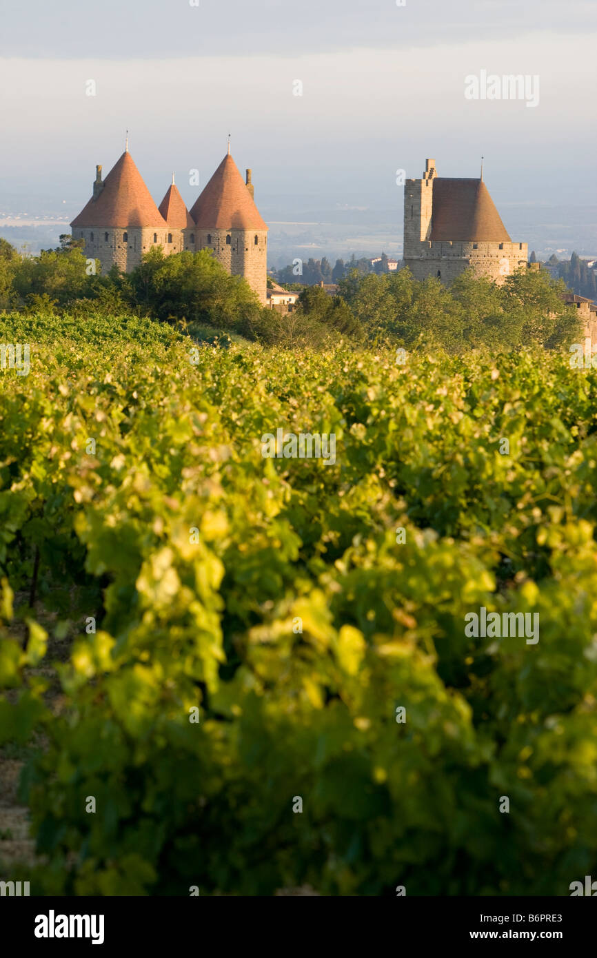 La cite Carcassonne avec vignes en premier plan Banque D'Images